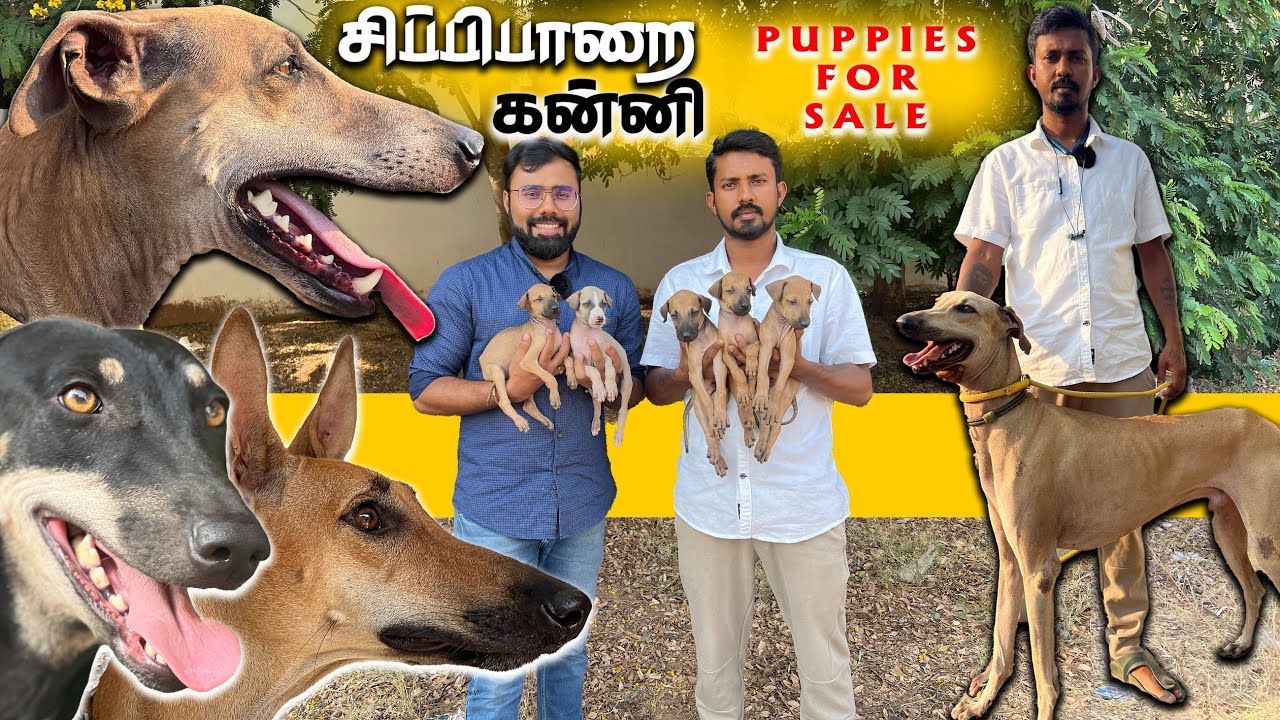Native Dogs சிப்பிப்பாறை | கன்னி | Dogs for sale | Coimbatore Kennel