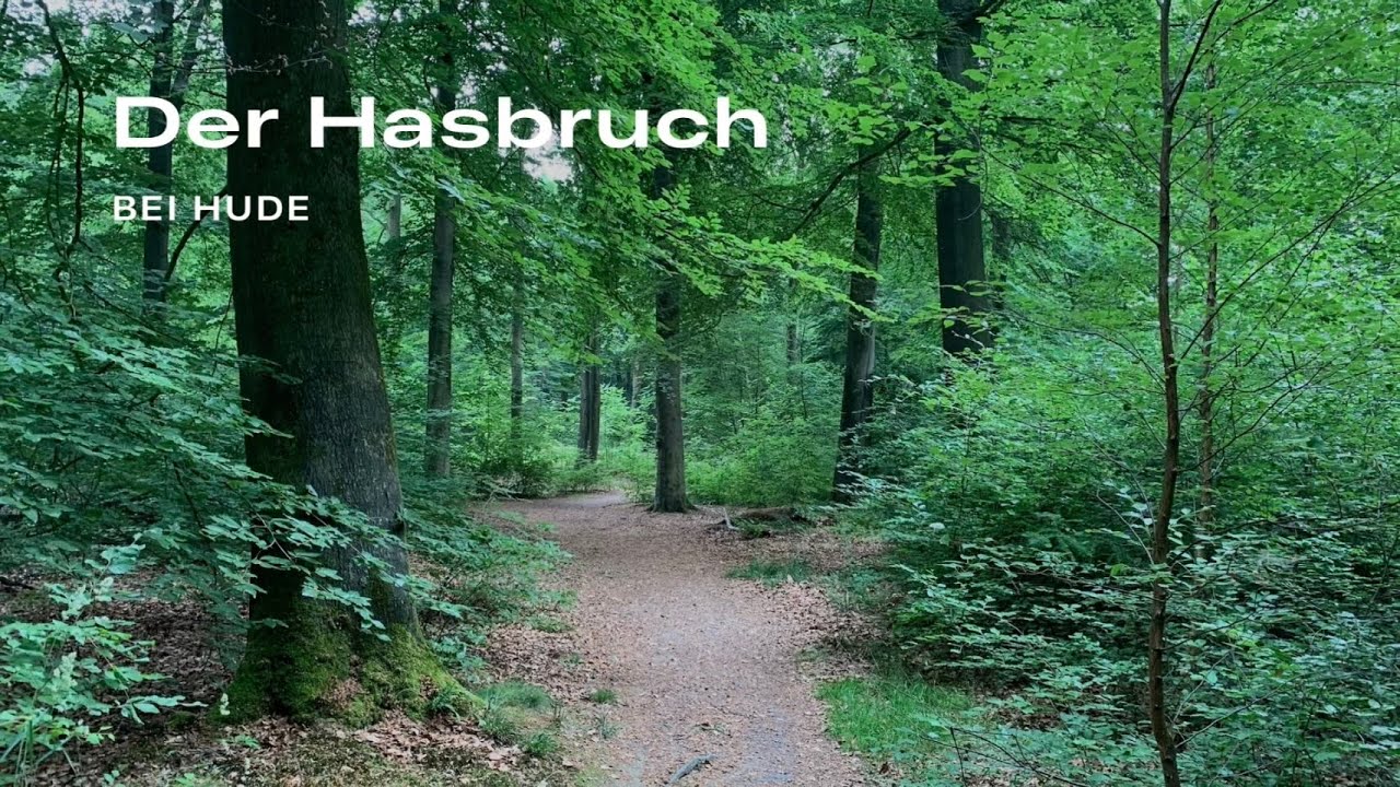Der Hasbruch - Urwald in der Nähe von Hude