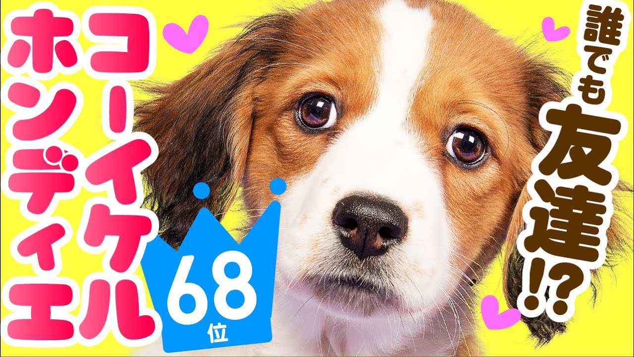 #68 Коикерхондье | Kooikerhondje ❤️ TOP 100 Cute Dog Breeds Video