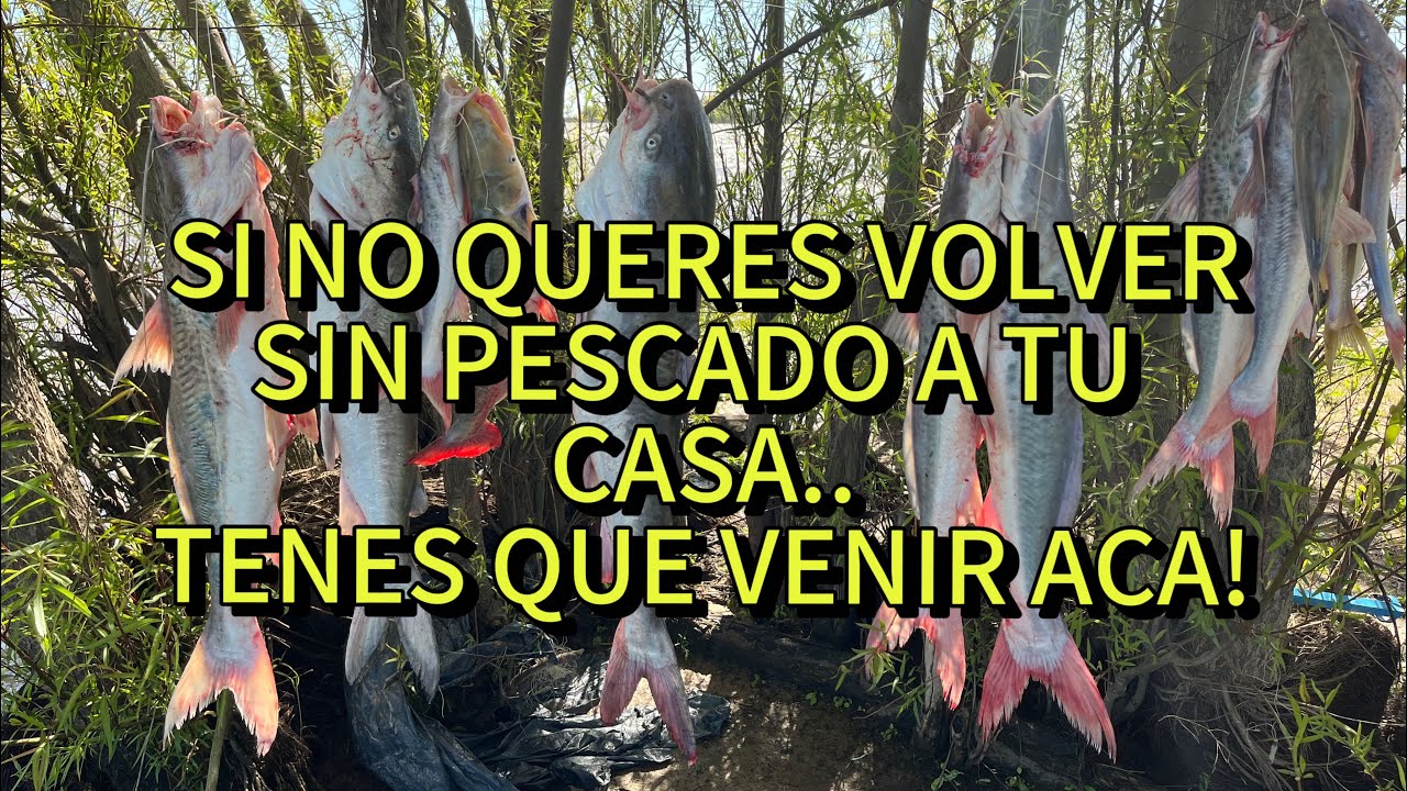 PESCADO ASEGURADO EN ESTE LUGAR!!! PESCA ARTESANAL, LECHON, CHUPIN DE BAGRE DE MAR!!!