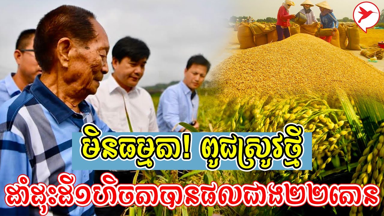 មិនធម្មតា! ពូជស្រូវថ្មី ដាំដុះដី១ហិចតាបានផលជាង២២តោន | BC News - Koem Bunthoeun