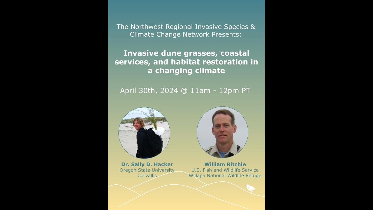Invasive dune grasses, coastal services and habitat restoration in a changing climate