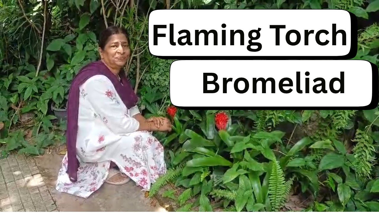 Flaming Torch Bromeliad || My Garden My Passion || Shobha Nagnur