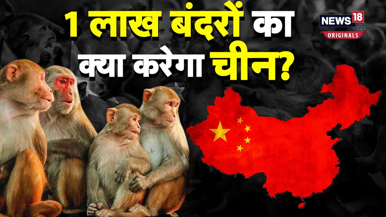 Sri Lanka monkeys to China: चीन श्रीलंका के लुप्त होते बंदरों का क्या करने वाला है?