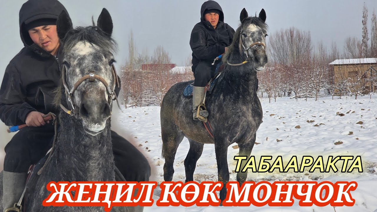КУРЧ КӨК МОНЧОК💥 АҢ ДӨҢГӨ КАРАБАЙТ 