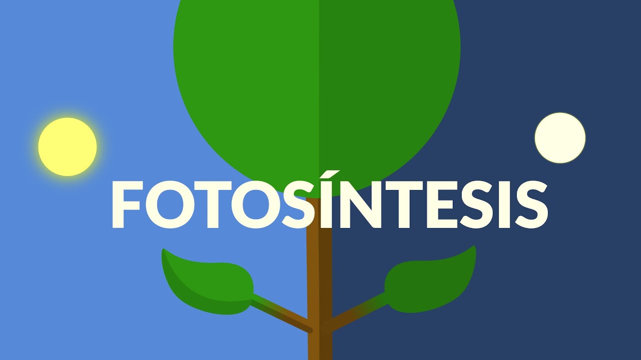 La fotosíntesis: Fase luminosa y oscura. Nutrición de las plantas | Animación resumen