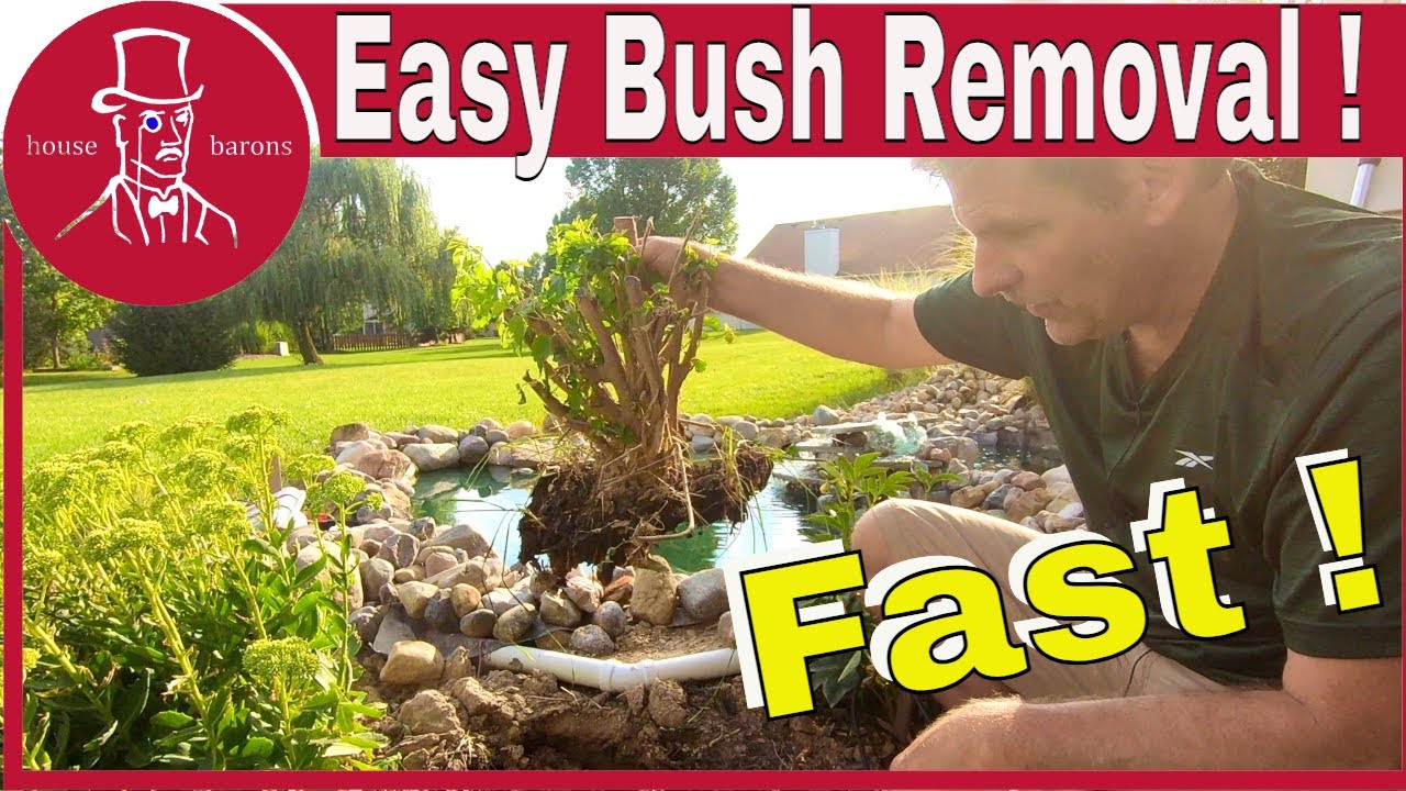 How to Remove Shrubs : easy way to remove bushes and roots