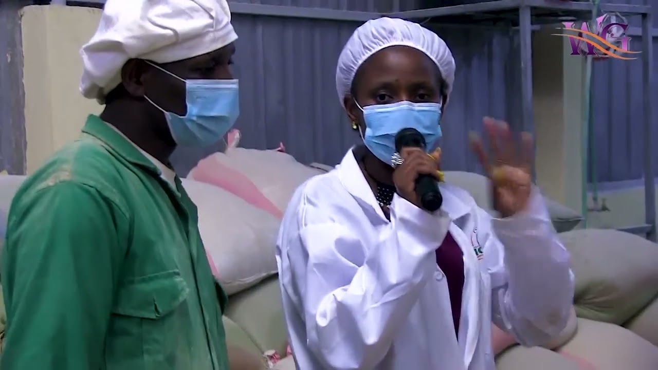 From Kernel to Table: The Mouthwatering Journey of Fresh Maize Flour!