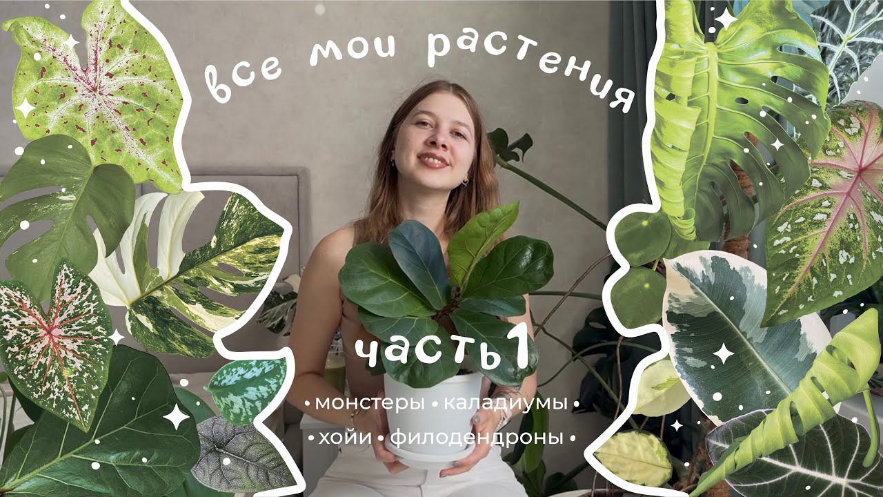 Мои растения: часть 1 • монстеры • каладиумы • хойи • филодендроны