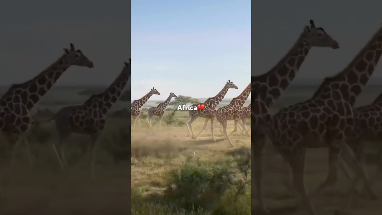 #africa