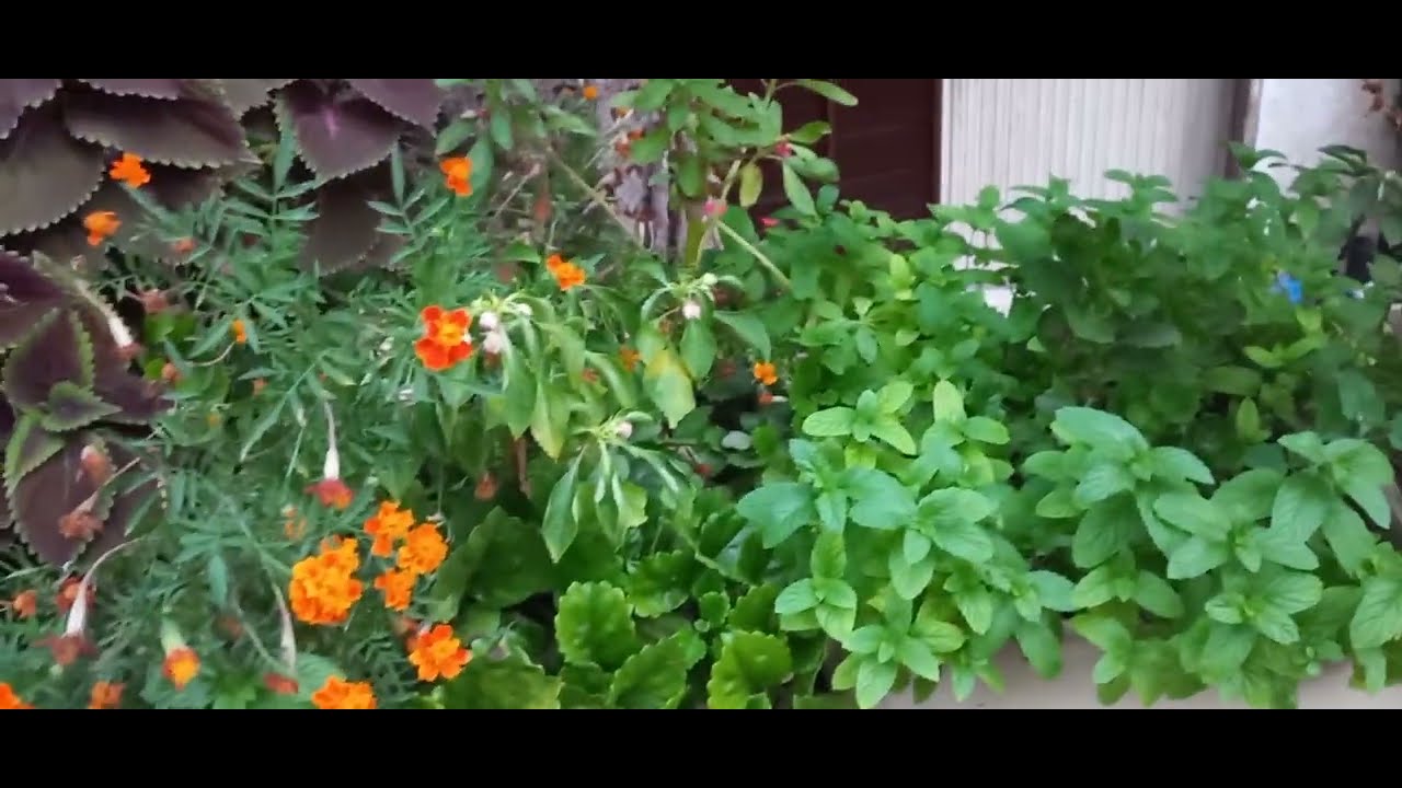 BAHÇEMDEKİ ÇİÇEKLER COŞTU / ÇİÇEKLERİMİN SON HALİ VE GELIŞİMİ