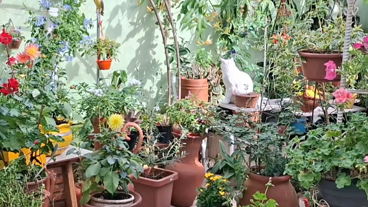 O JARDIM dos sonhos está cada dia mais bonito, trazendo muitas alegrias e felicidade