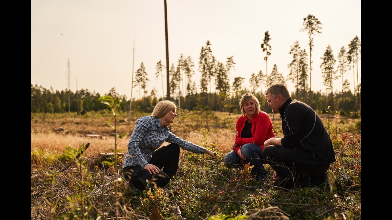Digital skogskväll 6: Bra åtgärder för din skog efter sommaren