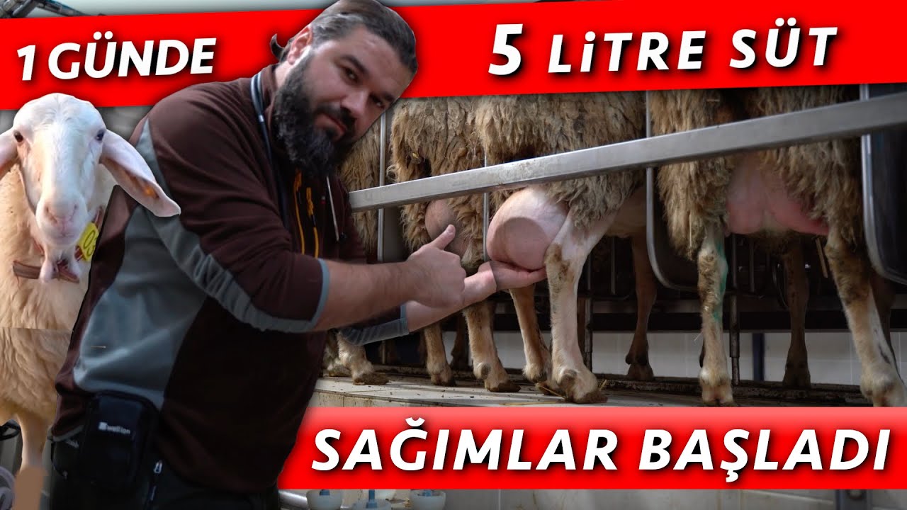 İTHAL ETTİĞİMİZ ASSAF KOYUNLARIMIZ SÜT VERMEYE BAŞLADI