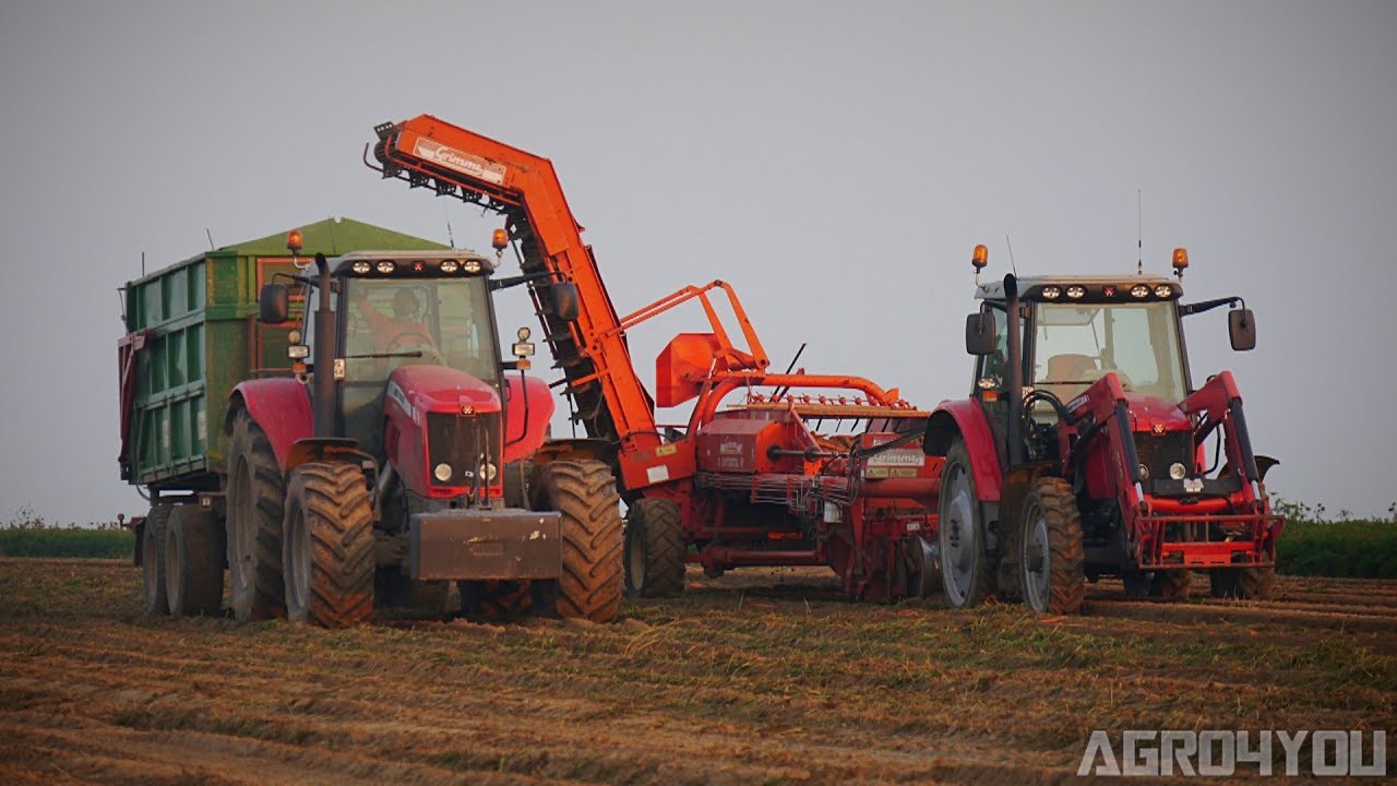 Pracowita Jesień 2017 Zbiór Marchwi 3x Massey Ferguson 5435 6485 7495 Carrot Harvest