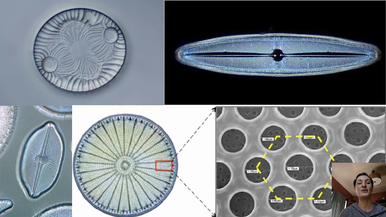 Descendants of Secondary Endosymbiosis 2: Fucus Life Cycle & Diatoms