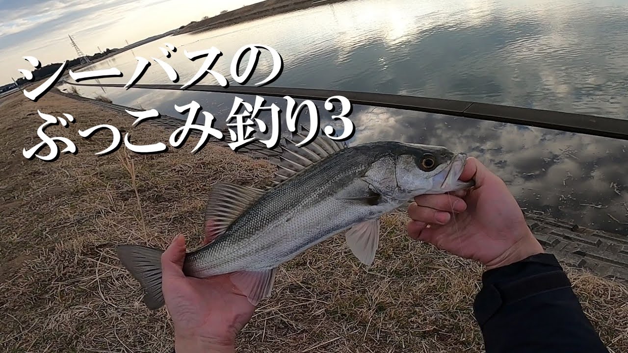 【シーバスぶっこみ釣り】厳寒期でも釣れないことはない！