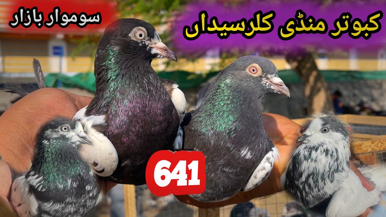 641| Monday Bazar Kabootar Mandi Kallar Syedan| Today 3/2/2026 Latest Update High Flyer Pigeon Price