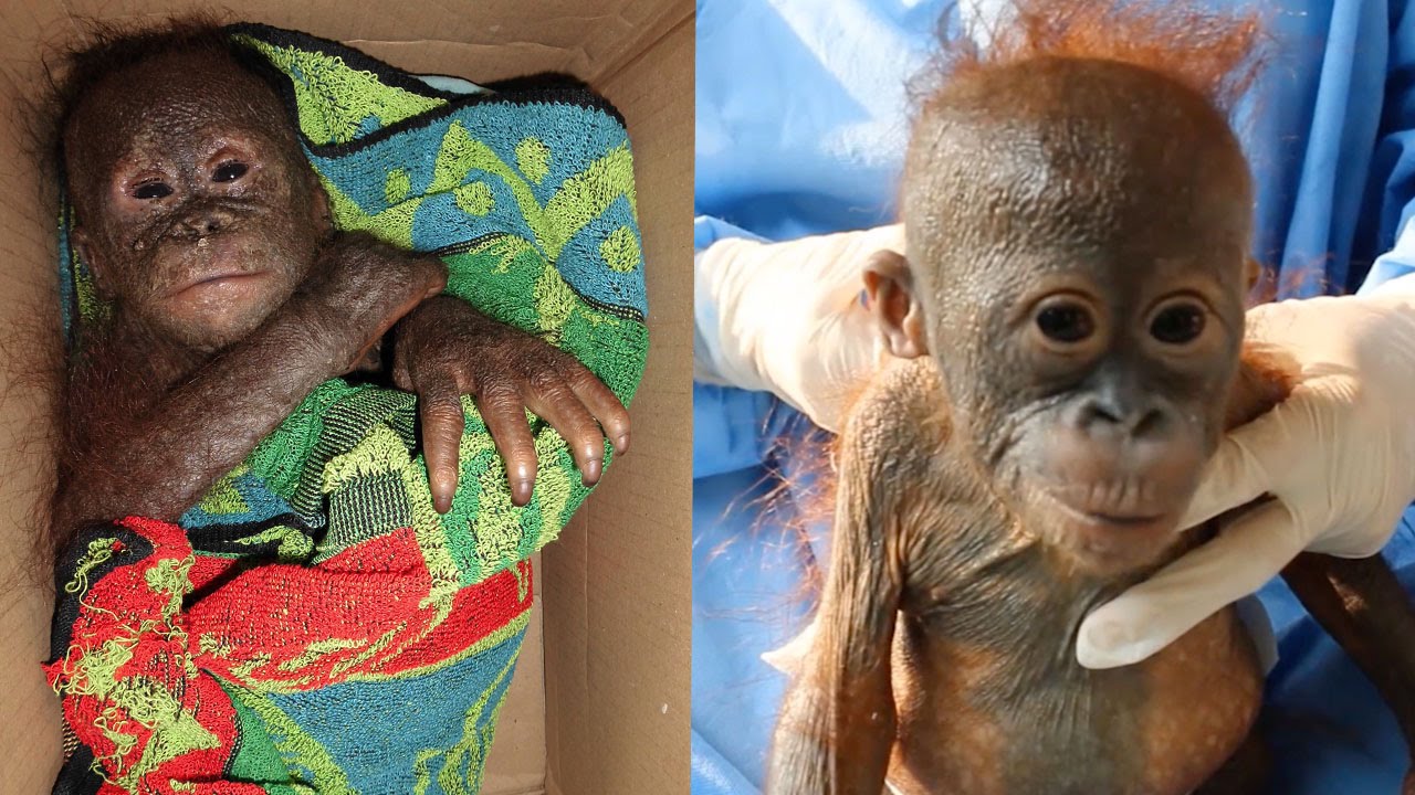 Adorable Orangutan Rescued After Being Abandoned