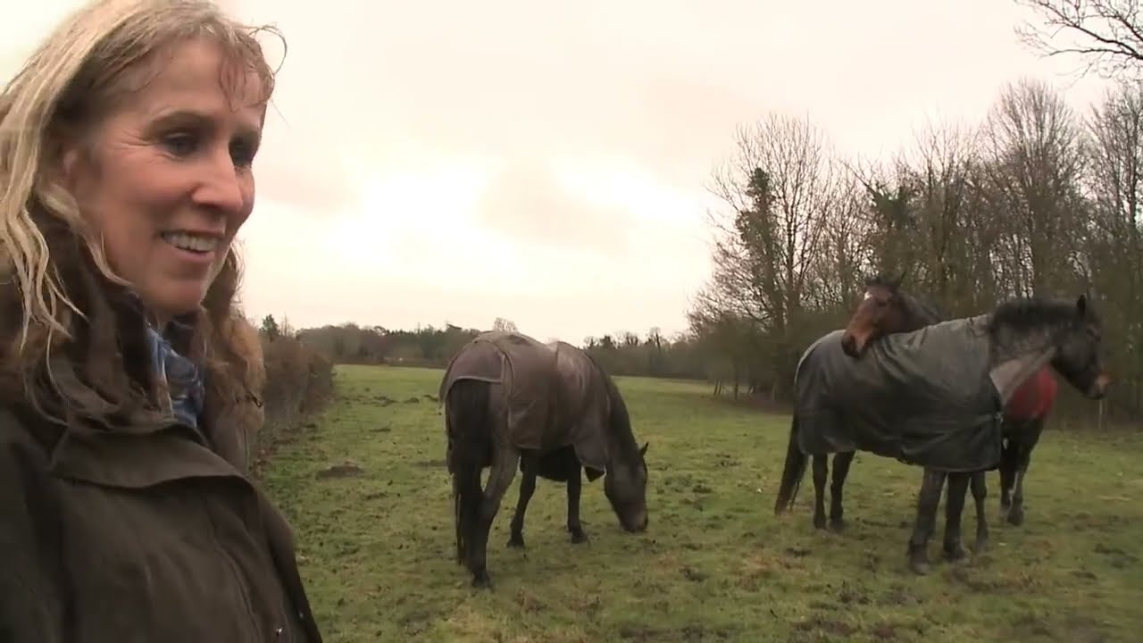 Horse Makes Emotional Reunion With Two Long-Lost Friends After 4 Years.