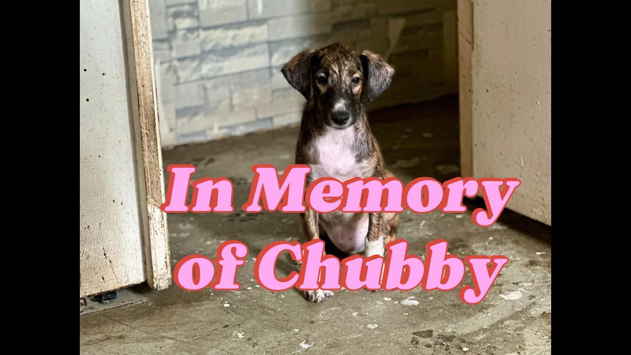 In Loving Memory of Chubby