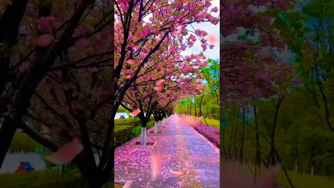 Dil mein sanam ki surat #foryou #autmn #winter