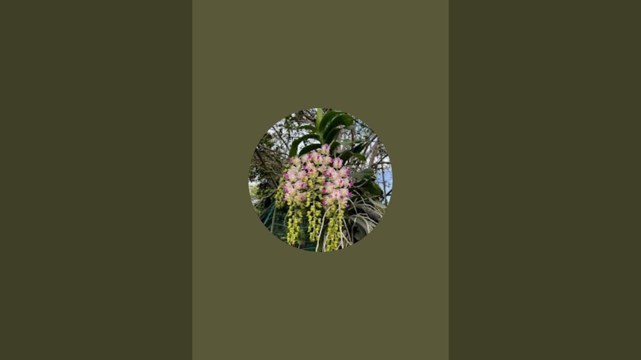 Hoa lan đaichâu.ngọc điểm, quế, nhạn  giá rẻ  0977700766