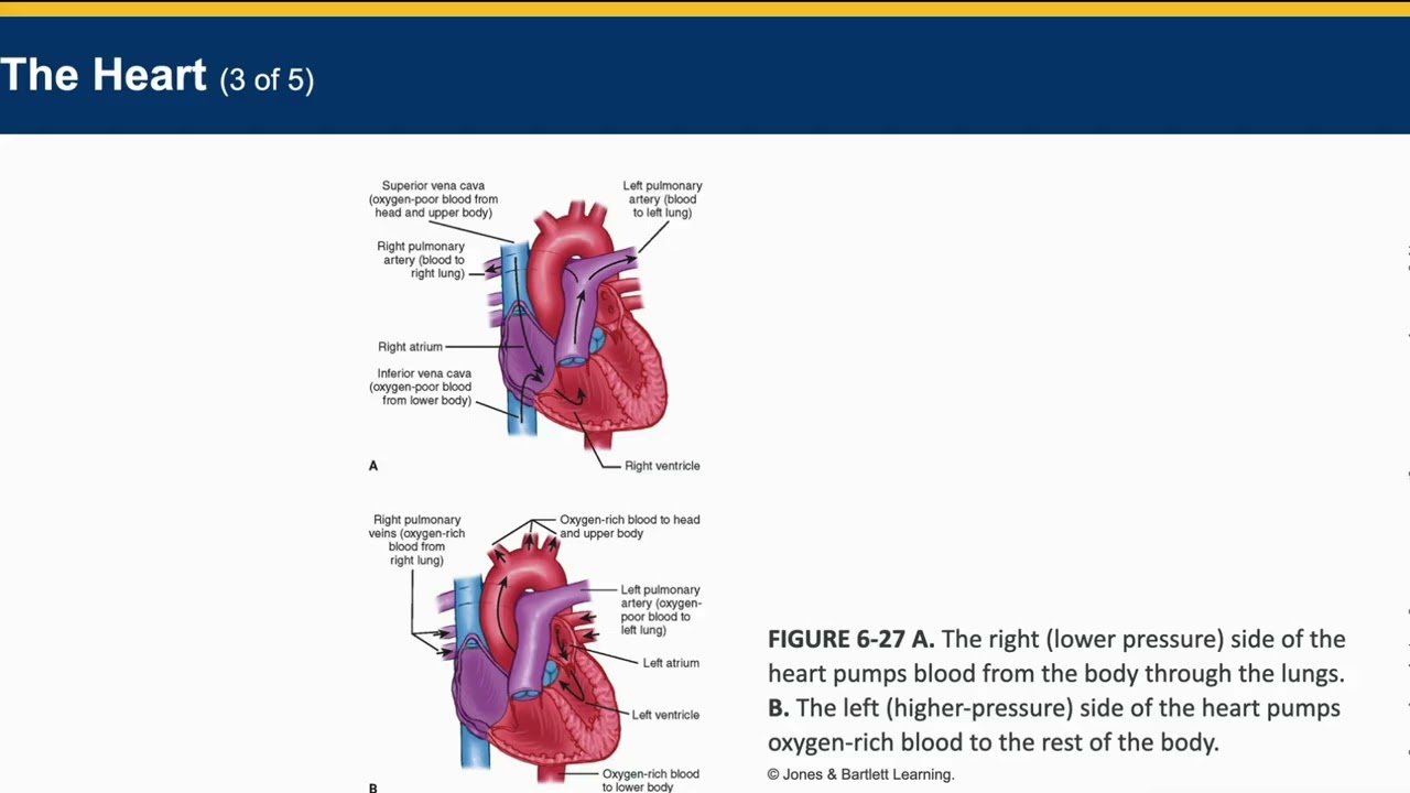 EMT - Chapter 6 Lecture - Part 2