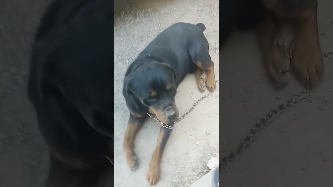 ESTA ENOJADO POR QUE ESTA AMARRADO