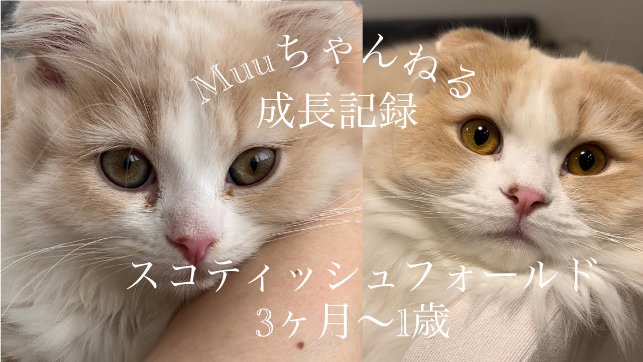 スコティッシュフォールド3ヶ月〜1歳#猫 #子猫 #猫のいる暮らし #猫好きさんと繋がりたい#スコティッシュフォールド #癒し動画 #癒しbgm #のんびり #ゆったり #bgm #cat #고양이
