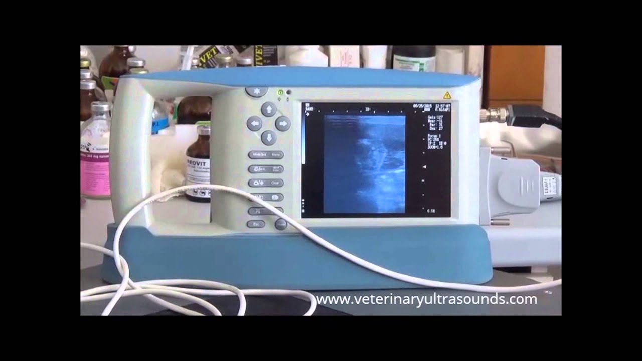 Pregnant Labrador diagnosed at 40 days by Veterinarian