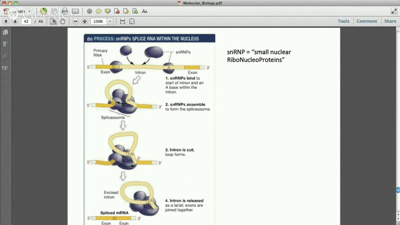 mRNA Processing and Molecular Biology