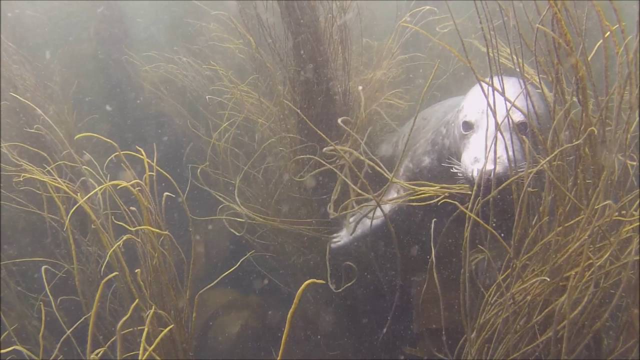 Phoques aux Glenan (Seals in Glenan achipelago)