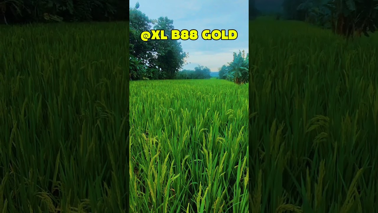 Padi XL B 88 Gold #blora #petanijagung #petanimilenial #petanimuda #sobatngarit #sobattani