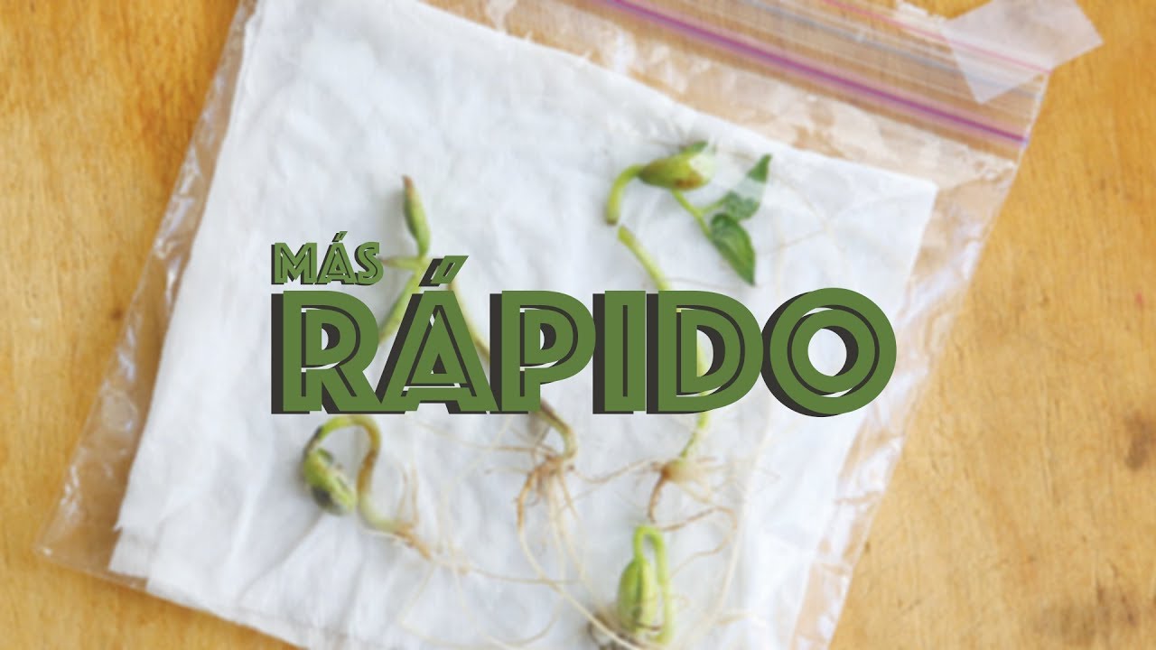 Cómo germinar una semilla más rápido | Huerto Urbano Villarreal | Método de la servilleta