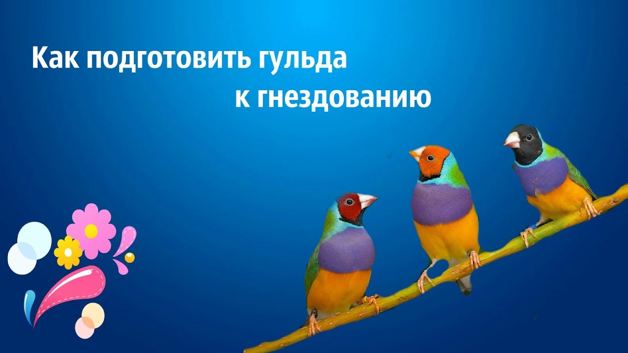 Разведение  гульда . Как подготовить птицу к гнездованию ?