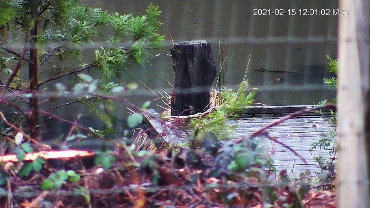 River Otter Playing on Pond Dock