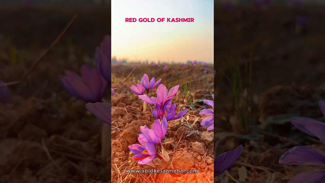 Red Gold of Kashmir :- The kashmiri saffron #viralreels  #abidkesarmehal #viralreels