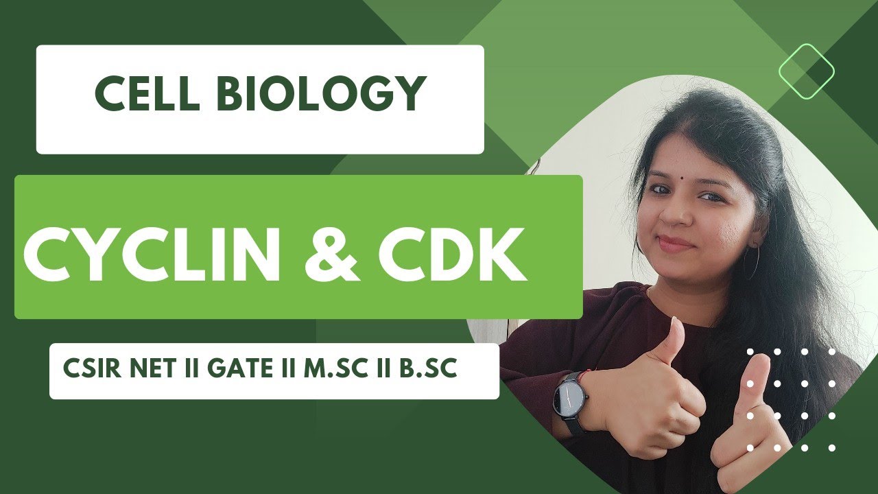 Cyclin & CDKs ll Cell Cycle regulation ll #cellbiology #cellcycle #csirnet#ankitabiology