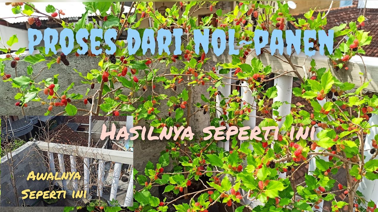 ☝️ NOL~panen⁉️super lebat❗video proses pembuahan murbei