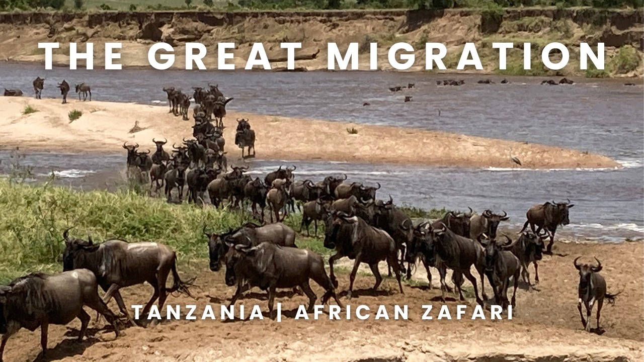Wildebeest Crossing CHAOS: The Great Migration at Mara River (MUST SEE) | Terran Adventures