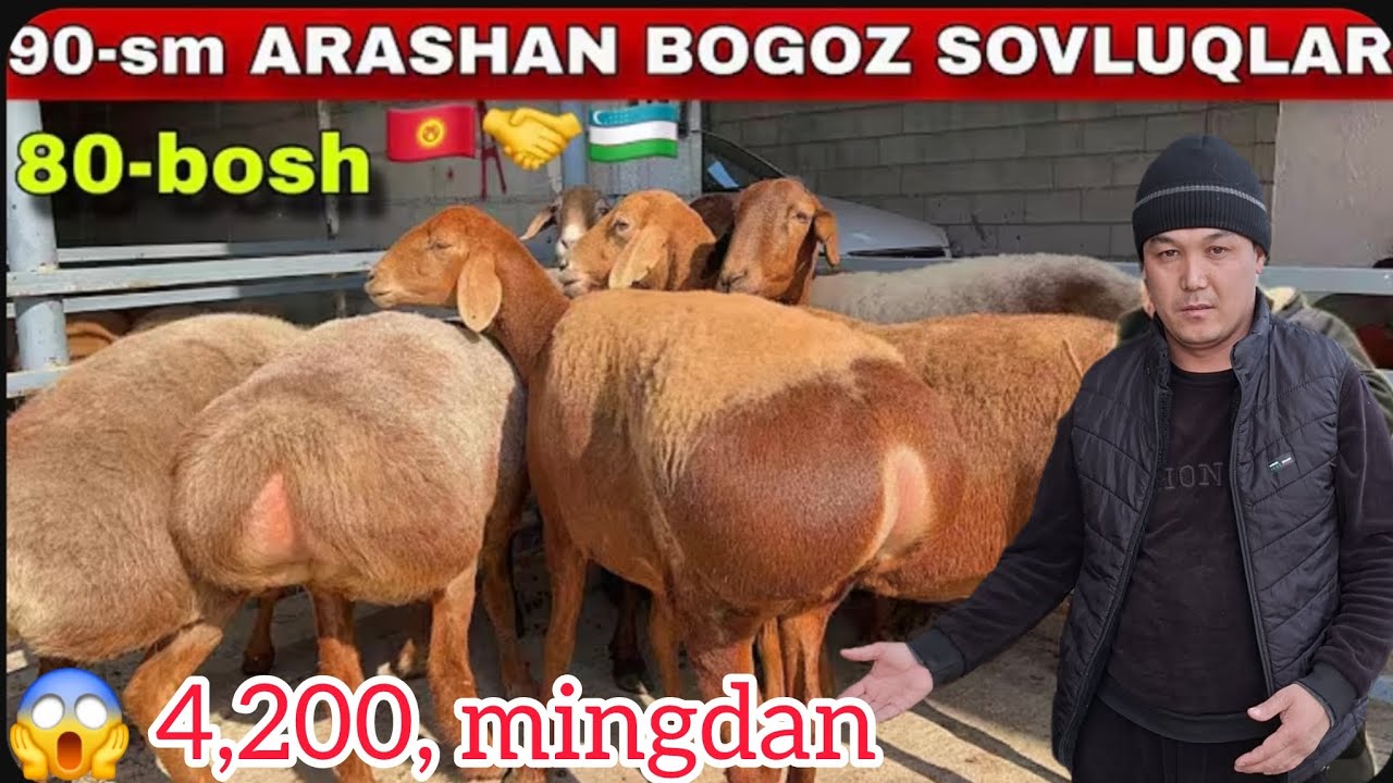😱RIVOJIDDIN ARZOCHIGA ARSHAN BOʻGʻOZ SOVLIQLARNI ZOʻRLARI KELDI SHOSHILING