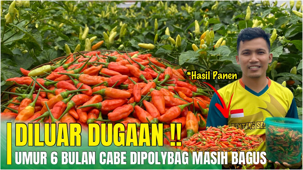 Perawatan Cabe Rawit Ori 212 Umur 21 Minggu,Panen Cabe Ori 212