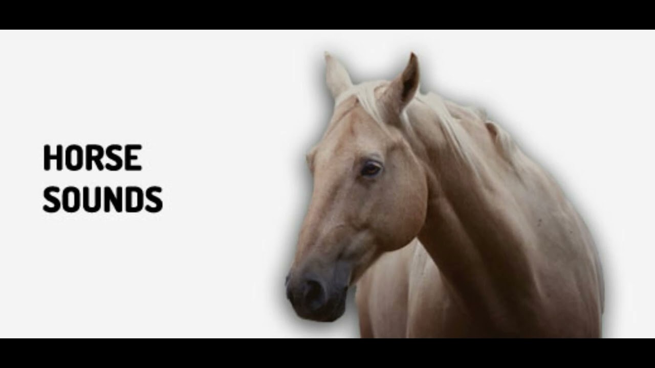 Horse Walking Sound Loop