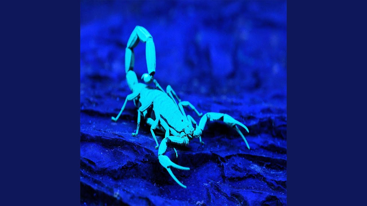 scorpion
