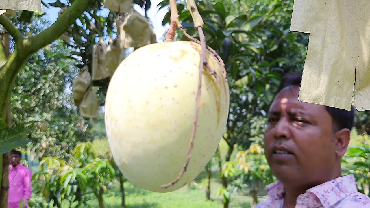 গৌড়মতি আমের অবিশ্বাস্য সফলতা