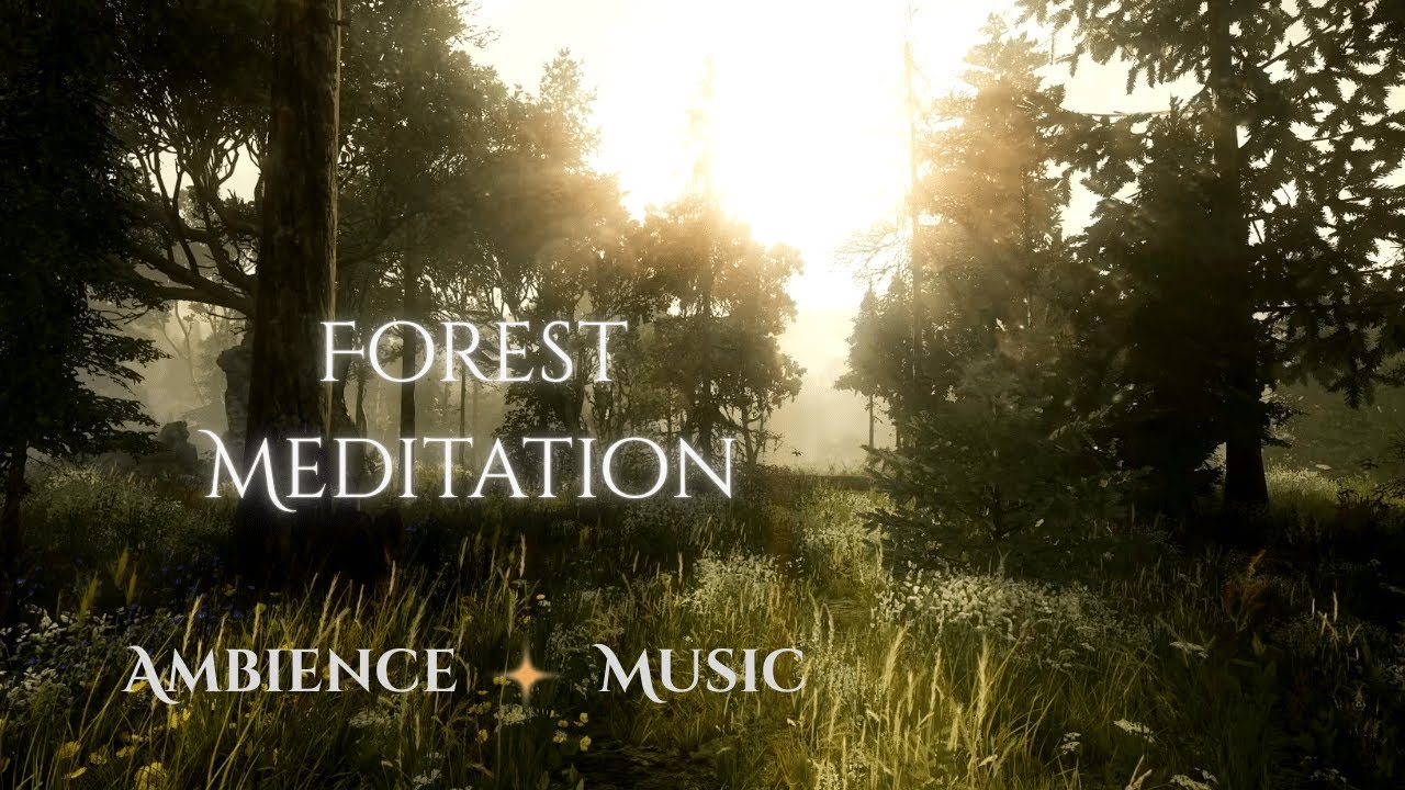 Calming Forest Sounds With Music For Rest And Meditation