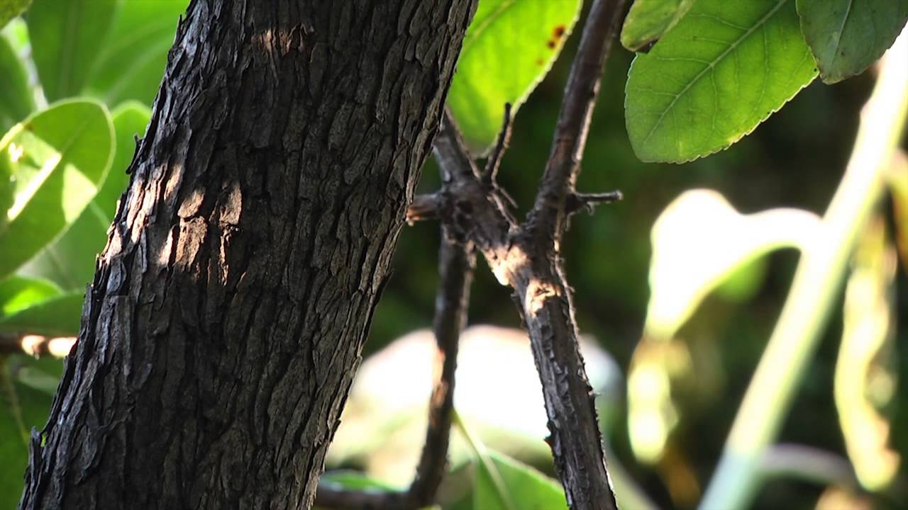 El madro&ntilde;o, planta del mes de Diciembre en la Alhambra
