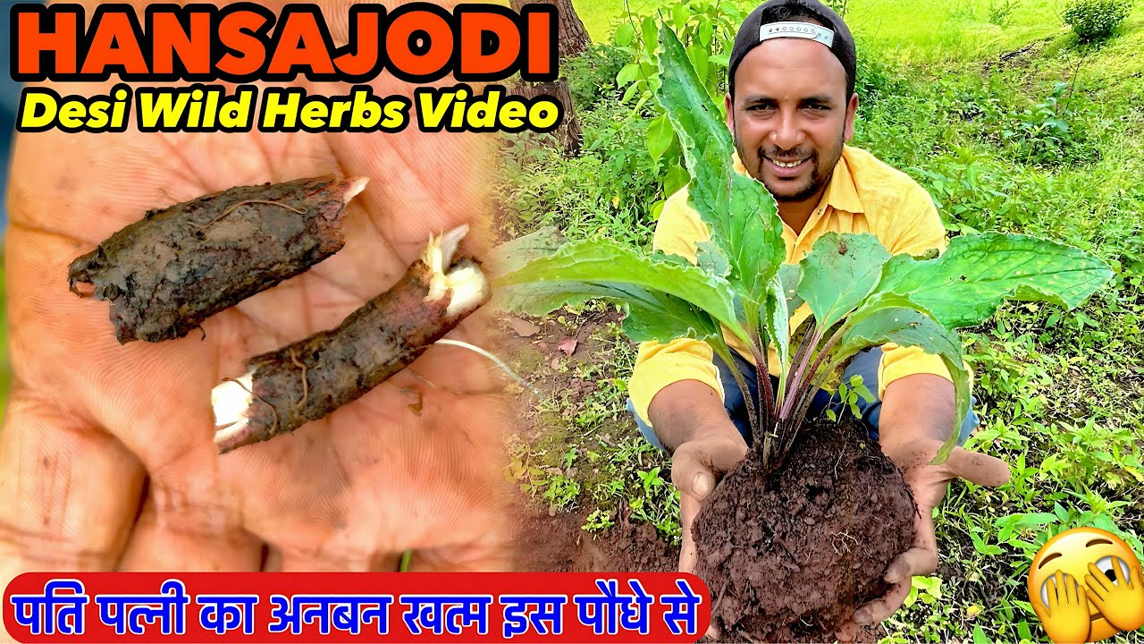 Husband, Wife Ka Anban Khatam Is Jadi Buti Se🌿|| Deshi Jadi Buti Video🤪||
