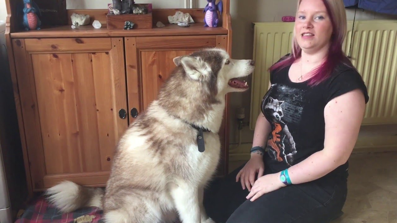 Do Dogs Like Hugs?